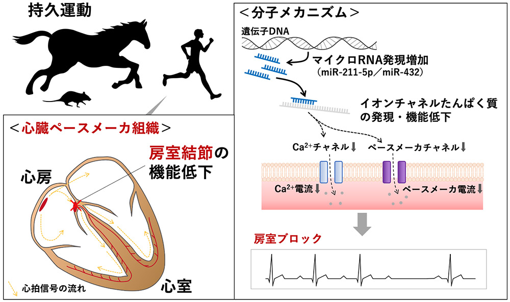 何が心拍数に影響を与えるのでしょうか?