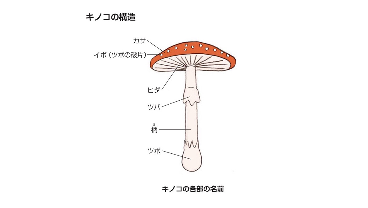 キノコの構造