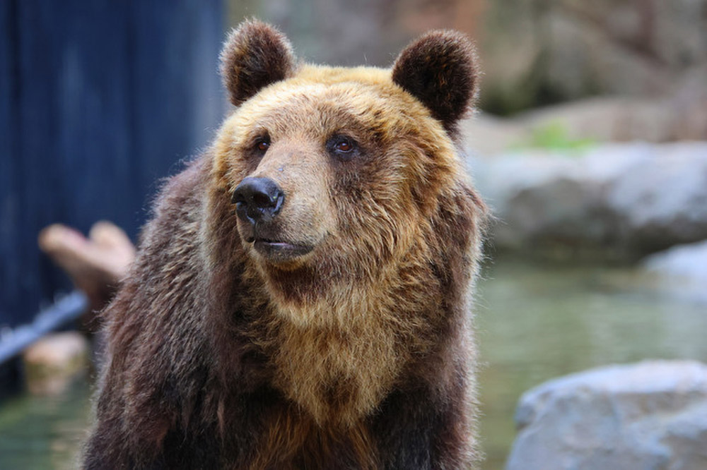 クマが生きられる自然は、社会の豊かさの証