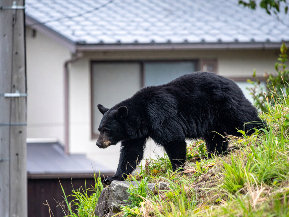 クマの生存環境を変えるか、それとも人間社会を変えるべきか？